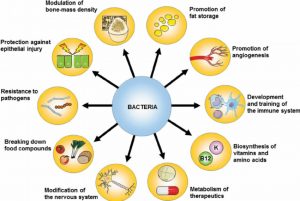 microbiome bacteria